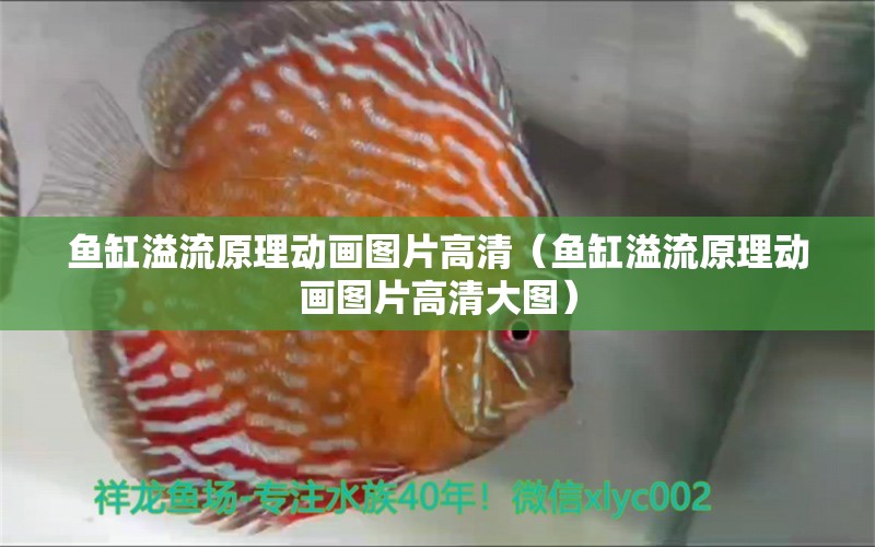 魚缸溢流原理動畫圖片高清（魚缸溢流原理動畫圖片高清大圖）