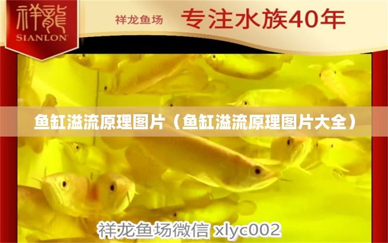 魚缸溢流原理圖片（魚缸溢流原理圖片大全） 祥龍水族醫(yī)院