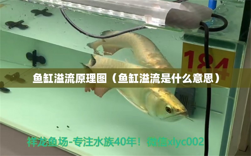 魚(yú)缸溢流原理圖（魚(yú)缸溢流是什么意思） 祥龍水族護(hù)理水