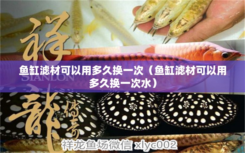 魚(yú)缸濾材可以用多久換一次（魚(yú)缸濾材可以用多久換一次水） 祥龍水族醫(yī)院