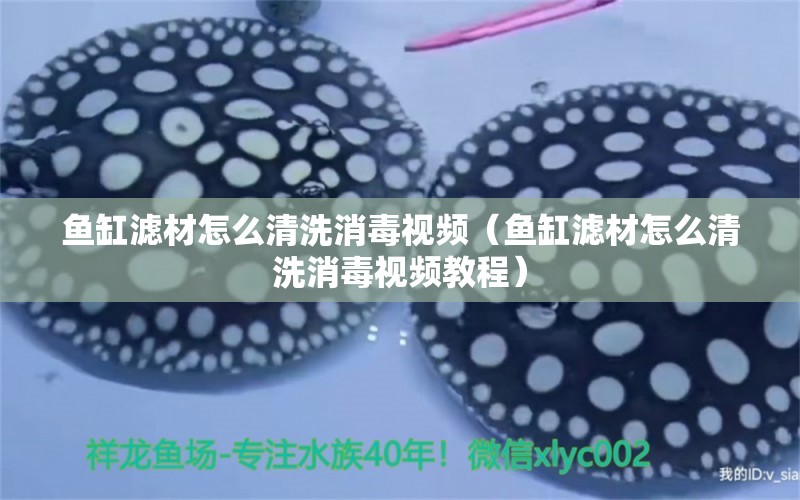 魚(yú)缸濾材怎么清洗消毒視頻（魚(yú)缸濾材怎么清洗消毒視頻教程） 祥龍魚(yú)場(chǎng)