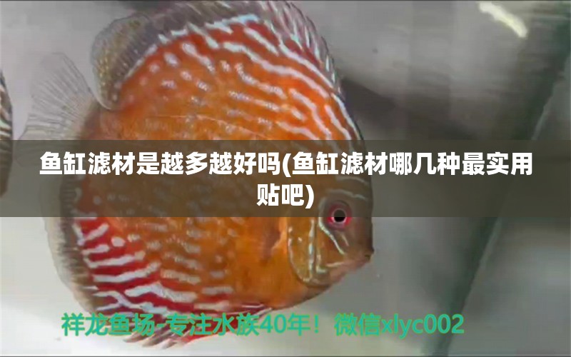 魚(yú)缸濾材是越多越好嗎(魚(yú)缸濾材哪幾種最實(shí)用貼吧) 戰(zhàn)車紅龍魚(yú)