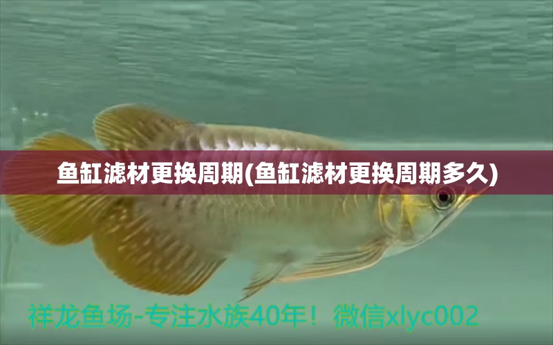 魚缸濾材更換周期(魚缸濾材更換周期多久) 祥龍魚藥系列