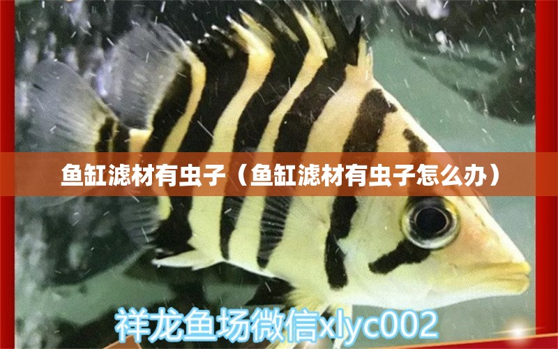 魚缸濾材有蟲子（魚缸濾材有蟲子怎么辦）