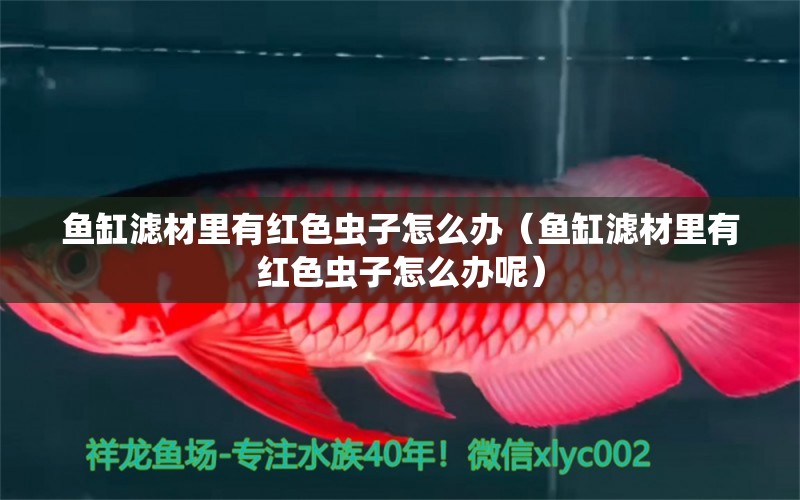 魚(yú)缸濾材里有紅色蟲(chóng)子怎么辦（魚(yú)缸濾材里有紅色蟲(chóng)子怎么辦呢） 廣州水族批發(fā)市場(chǎng)