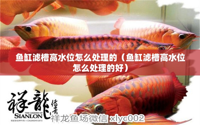 魚缸濾槽高水位怎么處理的（魚缸濾槽高水位怎么處理的好） 祥龍水族醫(yī)院