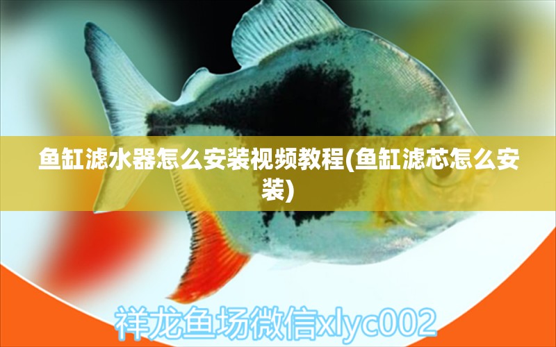 魚缸濾水器怎么安裝視頻教程(魚缸濾芯怎么安裝)