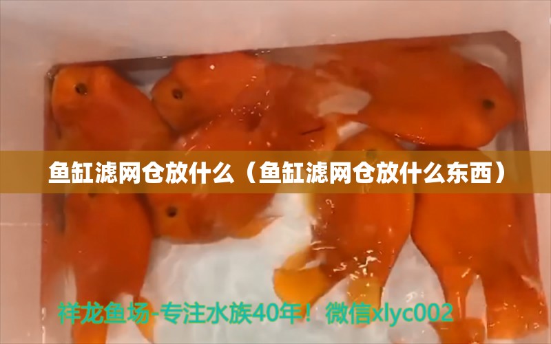 魚缸濾網(wǎng)倉放什么（魚缸濾網(wǎng)倉放什么東西） 觀賞魚市場（混養(yǎng)魚）