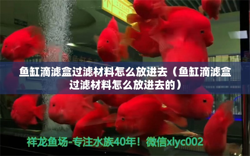 魚缸滴濾盒過濾材料怎么放進(jìn)去（魚缸滴濾盒過濾材料怎么放進(jìn)去的） 超血紅龍魚