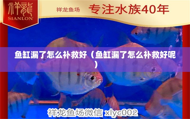 魚缸漏了怎么補(bǔ)救好（魚缸漏了怎么補(bǔ)救好呢）