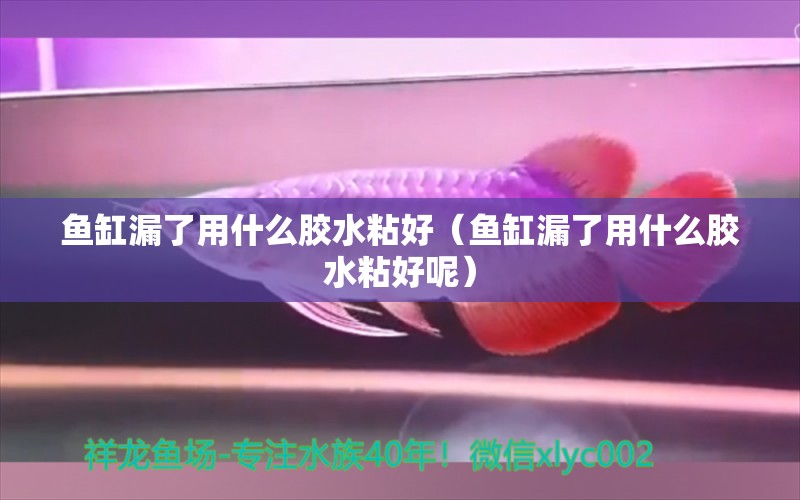 魚缸漏了用什么膠水粘好（魚缸漏了用什么膠水粘好呢） 祥龍水族醫(yī)院