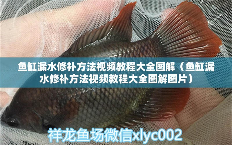 魚缸漏水修補方法視頻教程大全圖解（魚缸漏水修補方法視頻教程大全圖解圖片）