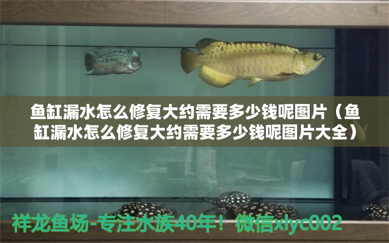 魚(yú)缸漏水怎么修復(fù)大約需要多少錢(qián)呢圖片（魚(yú)缸漏水怎么修復(fù)大約需要多少錢(qián)呢圖片大全）