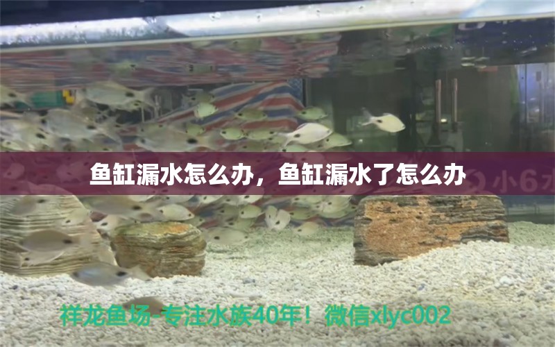 魚(yú)缸漏水怎么辦，魚(yú)缸漏水了怎么辦 金龍魚(yú)糧