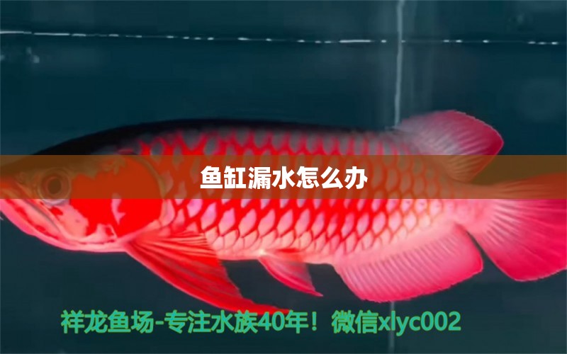 魚缸漏水怎么辦 觀賞龜/鱉飼料