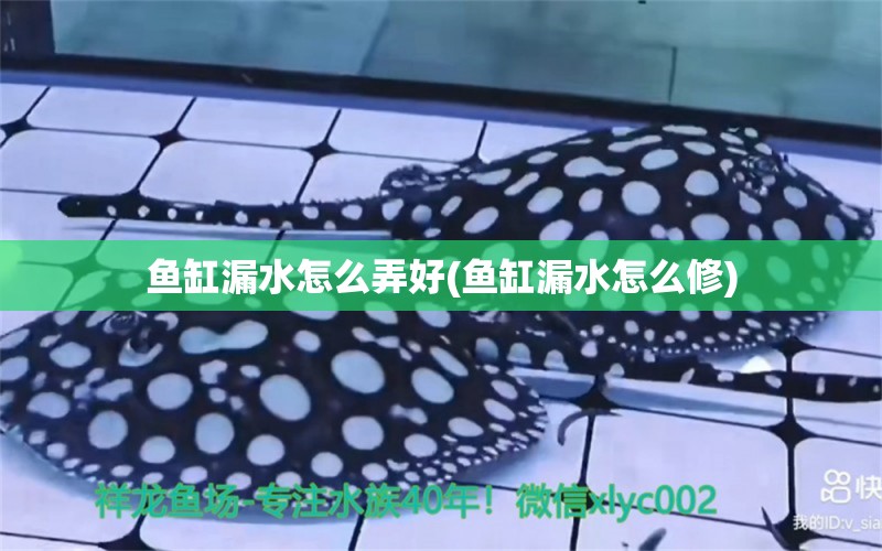 魚缸漏水怎么弄好(魚缸漏水怎么修)