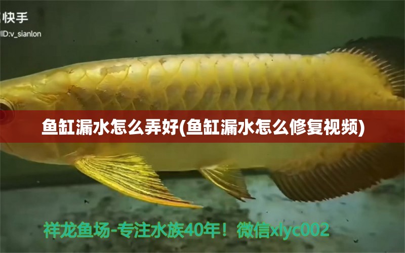 魚缸漏水怎么弄好(魚缸漏水怎么修復(fù)視頻)