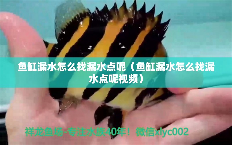 魚缸漏水怎么找漏水點(diǎn)呢（魚缸漏水怎么找漏水點(diǎn)呢視頻）