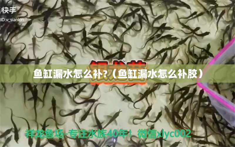 魚缸漏水怎么補?（魚缸漏水怎么補膠）