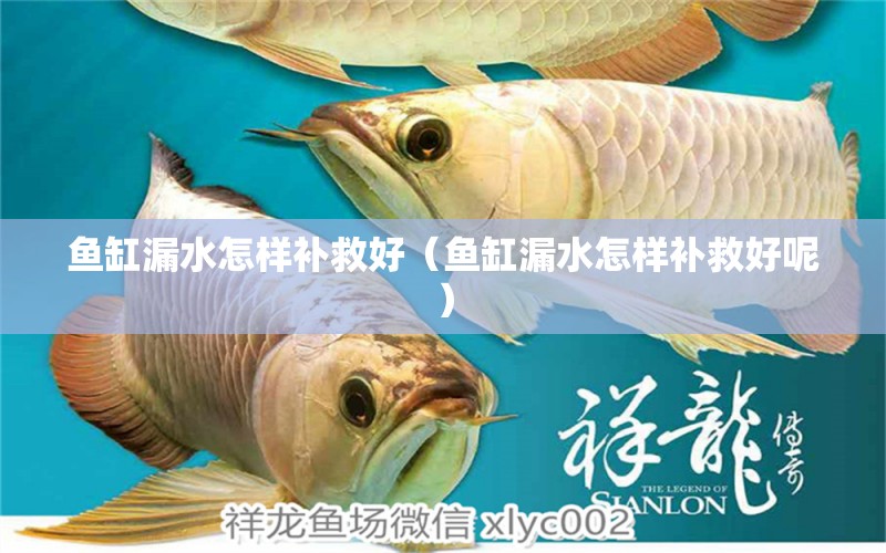 魚(yú)缸漏水怎樣補(bǔ)救好（魚(yú)缸漏水怎樣補(bǔ)救好呢）