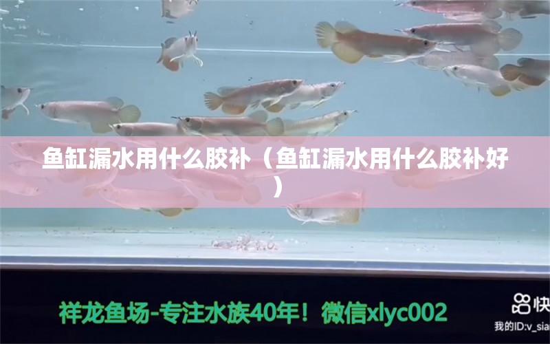 魚缸漏水用什么膠補（魚缸漏水用什么膠補好）