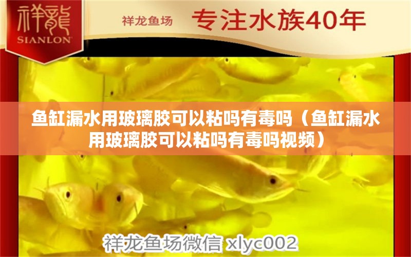 魚缸漏水用玻璃膠可以粘嗎有毒嗎（魚缸漏水用玻璃膠可以粘嗎有毒嗎視頻） 觀賞魚水族批發(fā)市場