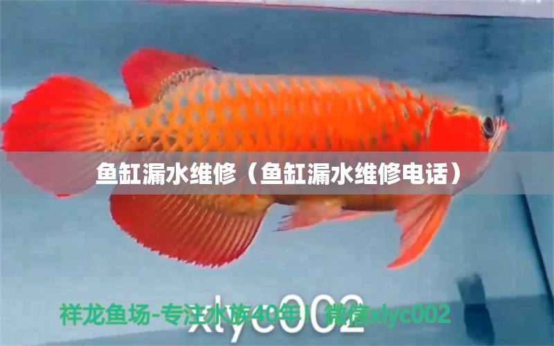 魚缸漏水維修（魚缸漏水維修電話）