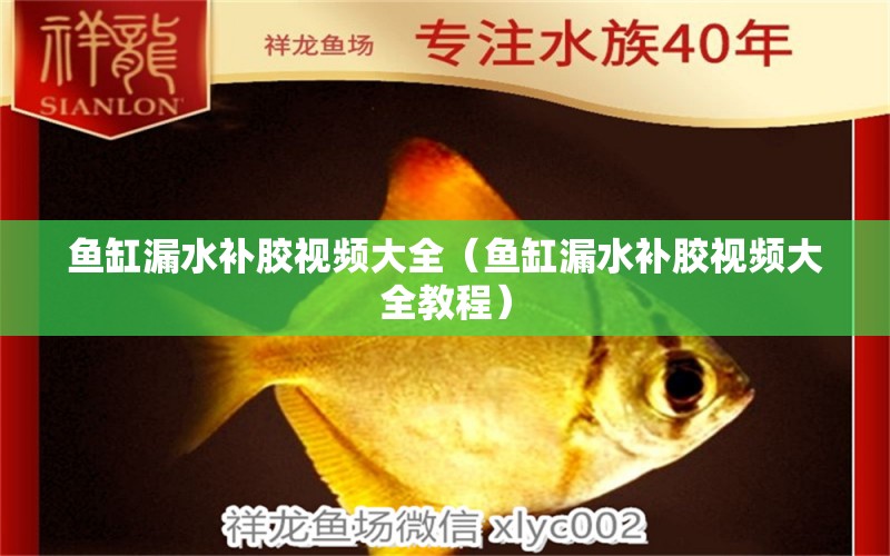 魚缸漏水補膠視頻大全（魚缸漏水補膠視頻大全教程） 魚缸水質(zhì)穩(wěn)定劑