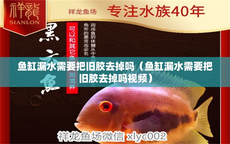 魚缸漏水需要把舊膠去掉嗎（魚缸漏水需要把舊膠去掉嗎視頻）