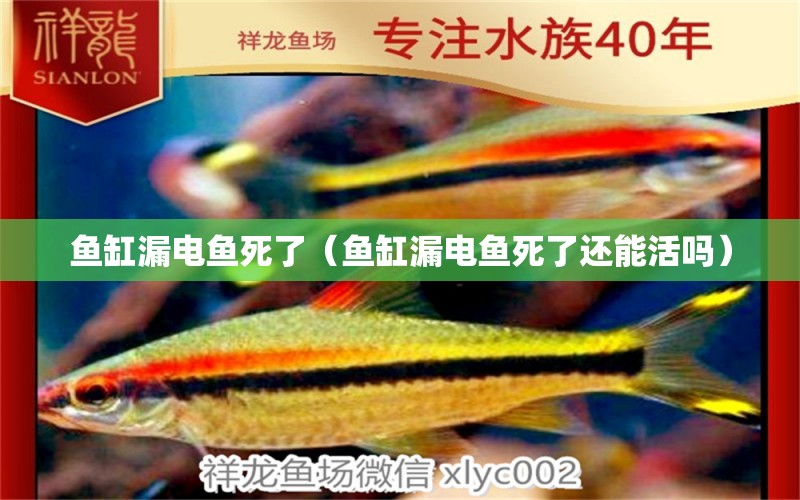 魚缸漏電魚死了（魚缸漏電魚死了還能活嗎） 鐵甲武士