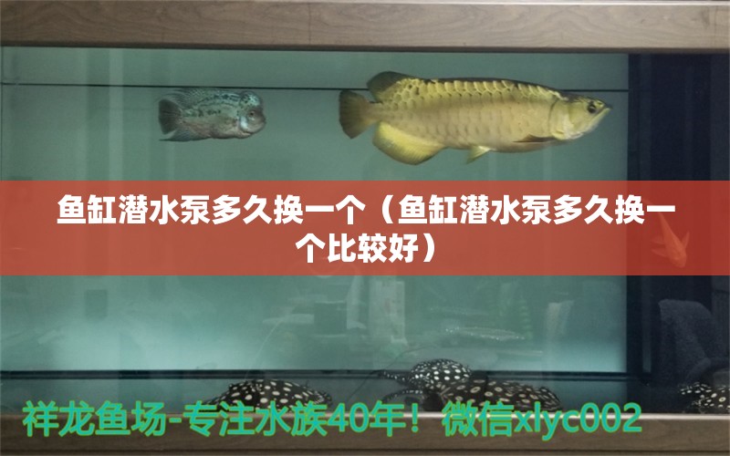 魚缸潛水泵多久換一個(gè)（魚缸潛水泵多久換一個(gè)比較好） 祥龍水族醫(yī)院