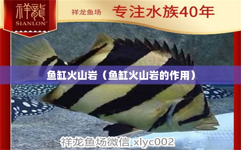 魚(yú)缸火山巖（魚(yú)缸火山巖的作用）