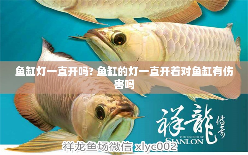 魚缸燈一直開嗎? 魚缸的燈一直開著對魚缸有傷害嗎 赤元素 第1張