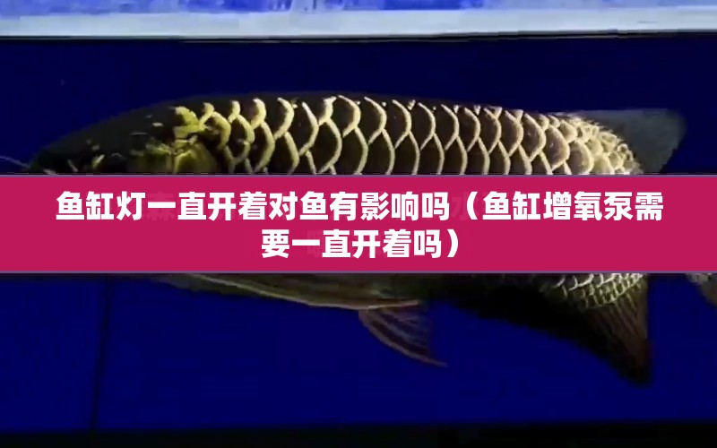 魚缸燈一直開著對(duì)魚有影響嗎（魚缸增氧泵需要一直開著嗎） 水族問答 第1張