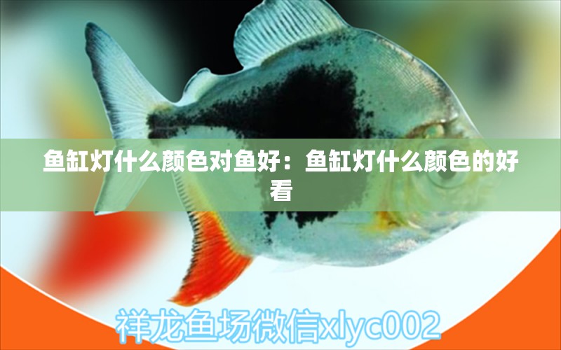 魚缸燈什么顏色對(duì)魚好：魚缸燈什么顏色的好看