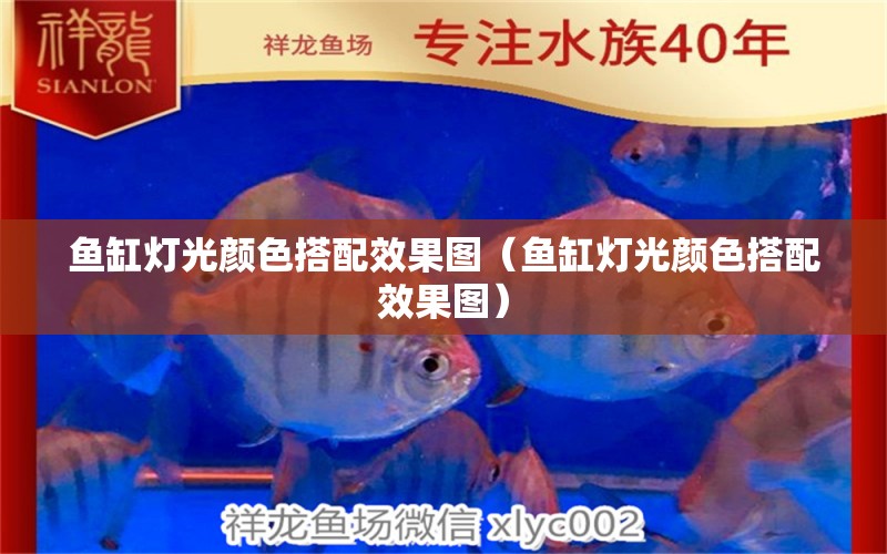 魚缸燈光顏色搭配效果圖（魚缸燈光顏色搭配效果圖） 黃金眼鏡蛇雷龍魚