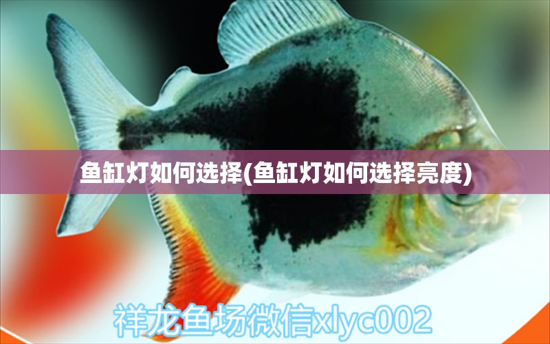 魚缸燈如何選擇(魚缸燈如何選擇亮度) 孵化器