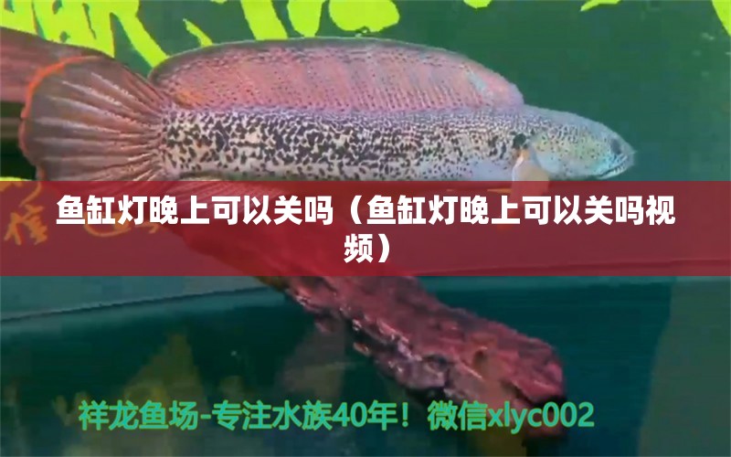 魚缸燈晚上可以關(guān)嗎（魚缸燈晚上可以關(guān)嗎視頻）