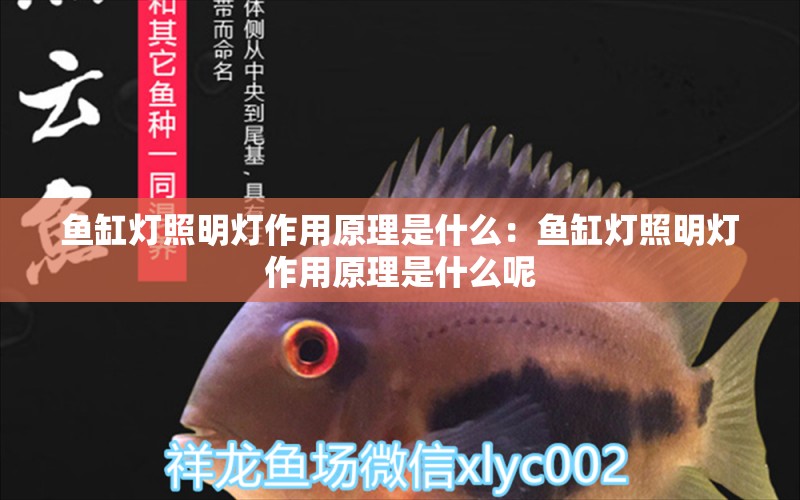 魚(yú)缸燈照明燈作用原理是什么：魚(yú)缸燈照明燈作用原理是什么呢 觀賞魚(yú)市場(chǎng)（混養(yǎng)魚(yú)）