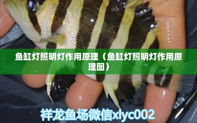 魚缸燈照明燈作用原理（魚缸燈照明燈作用原理圖）