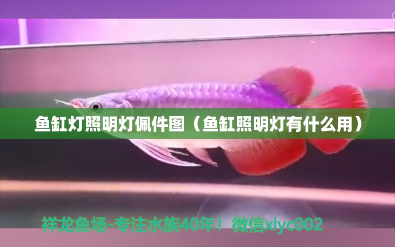 魚缸燈照明燈佩件圖（魚缸照明燈有什么用） 觀賞魚批發(fā)