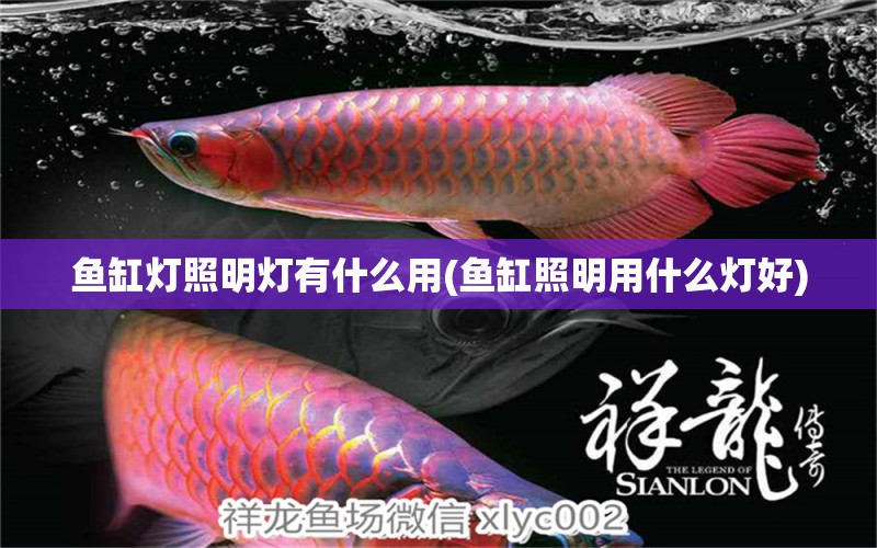 魚缸燈照明燈有什么用(魚缸照明用什么燈好) 皇冠黑白魟魚