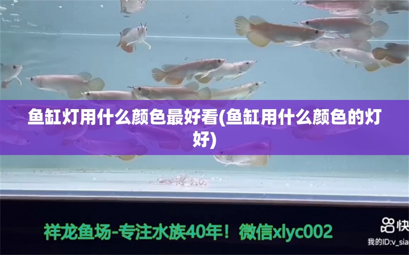 魚缸燈用什么顏色最好看(魚缸用什么顏色的燈好) 生態(tài)瓶/創(chuàng)意缸/桌面微景缸