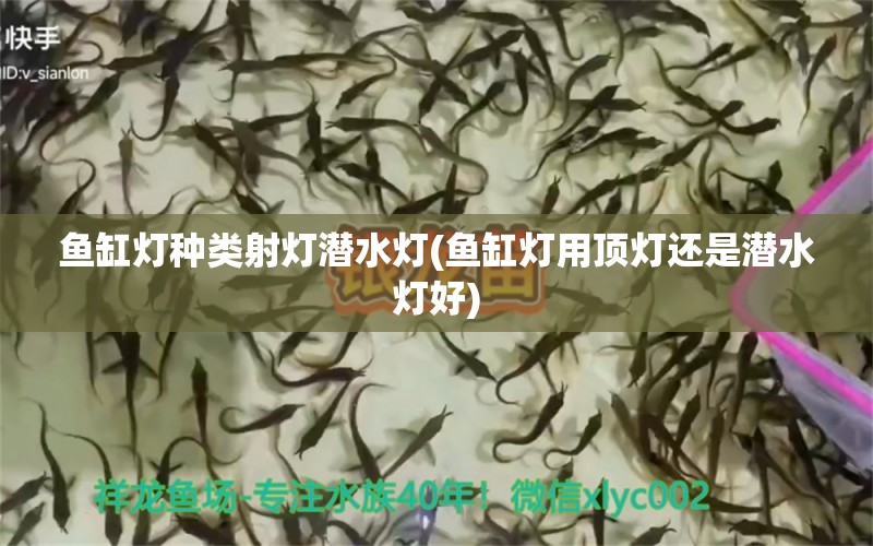 魚缸燈種類射燈潛水燈(魚缸燈用頂燈還是潛水燈好) 黑白雙星魚