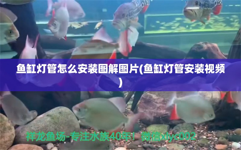 魚缸燈管怎么安裝圖解圖片(魚缸燈管安裝視頻) 虎紋銀版魚