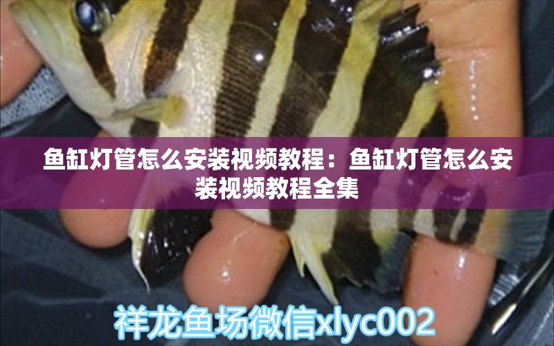 魚(yú)缸燈管怎么安裝視頻教程：魚(yú)缸燈管怎么安裝視頻教程全集