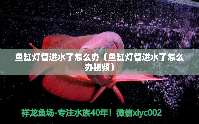 魚(yú)缸燈管進(jìn)水了怎么辦（魚(yú)缸燈管進(jìn)水了怎么辦視頻）