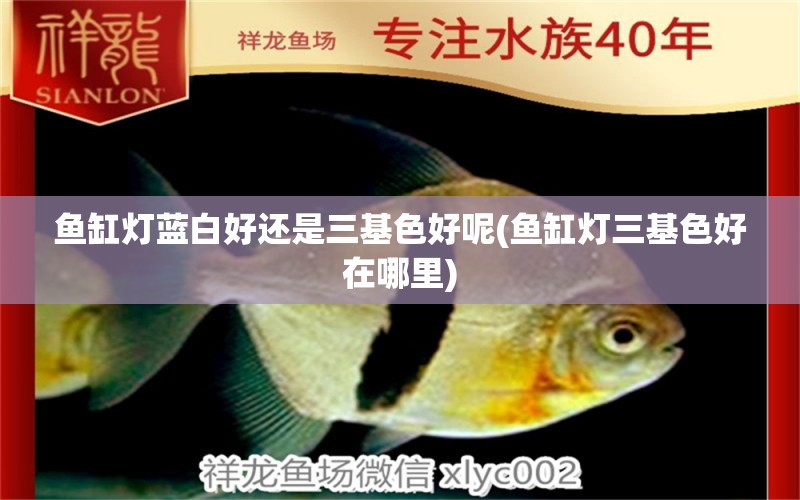 魚(yú)缸燈藍(lán)白好還是三基色好呢(魚(yú)缸燈三基色好在哪里) 粗線銀版魚(yú)苗 第1張