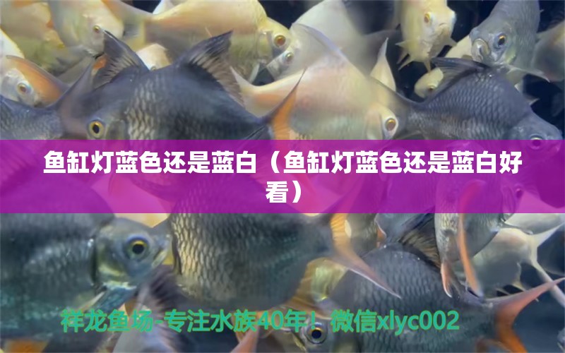 魚(yú)缸燈藍(lán)色還是藍(lán)白（魚(yú)缸燈藍(lán)色還是藍(lán)白好看）