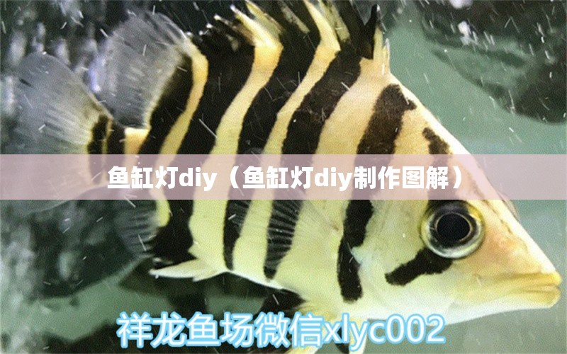 魚(yú)缸燈diy（魚(yú)缸燈diy制作圖解）